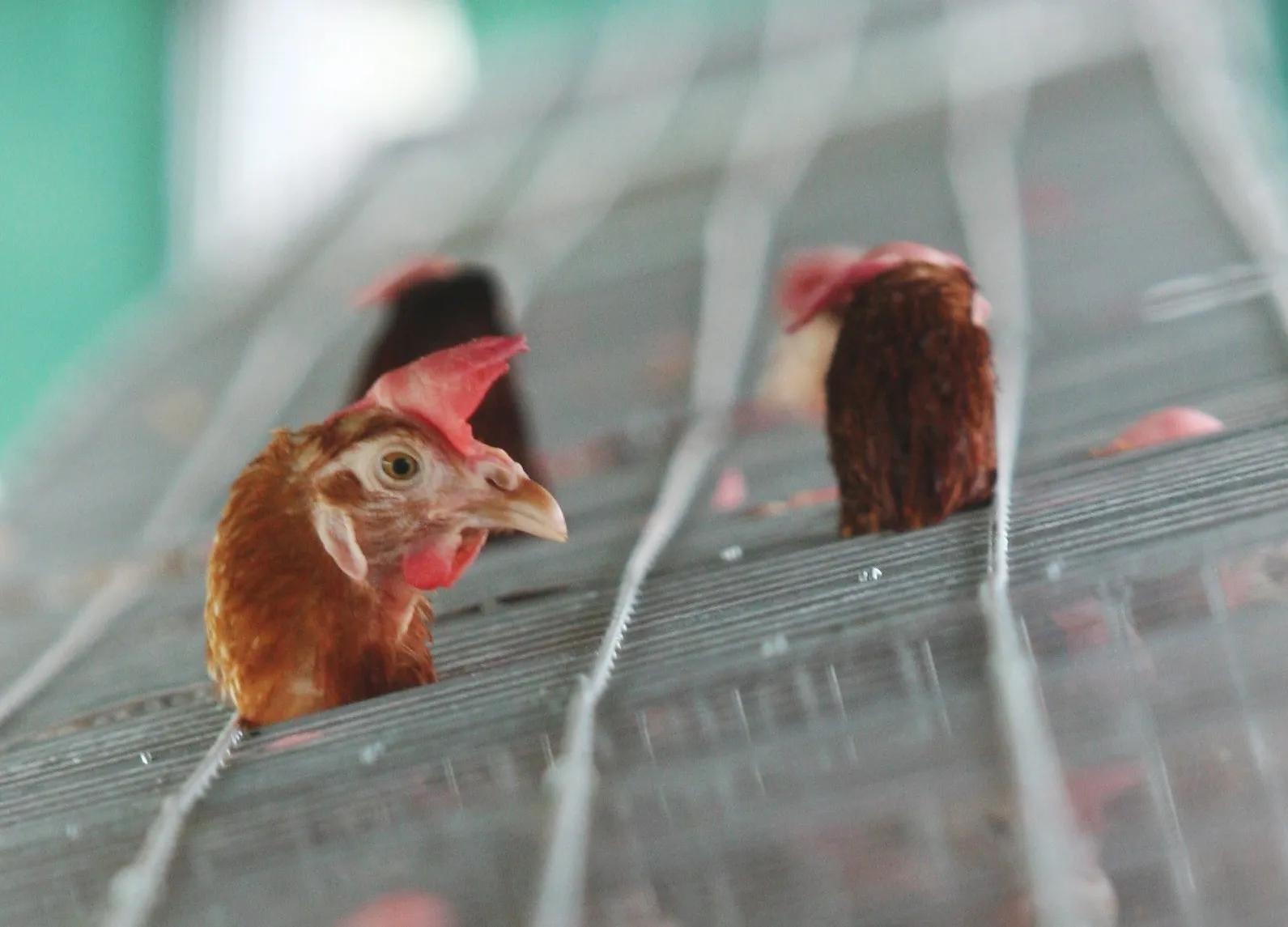 Sondage révèle le rejet public des poules en cage avant la date butoir de l’UE