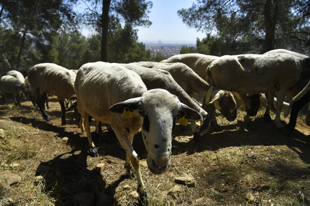 Moutons et chèvres pâturant dans le parc naturel de Collserola le 12 mai 2022.