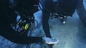 Épave de Mljet — objets retrouvés