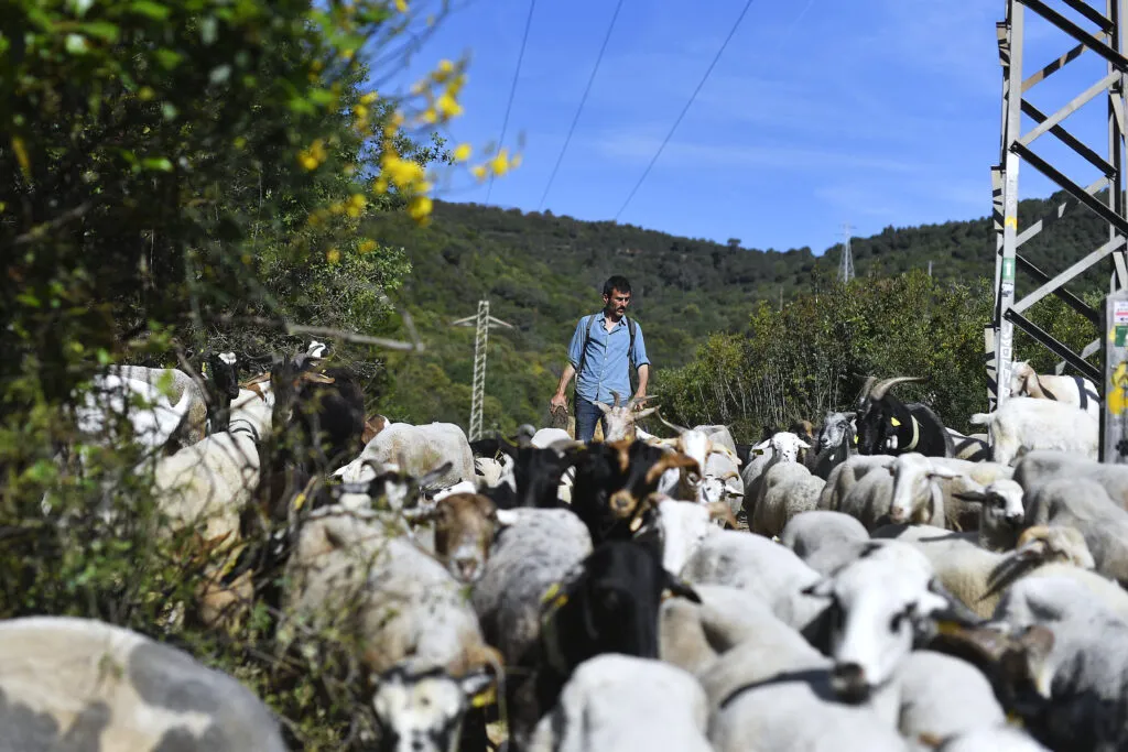 Berger espagnol Daniel Sanchez conduisant son troupeau de chèvres et de moutons au parc naturel de Collserola, près de Barcelone, le 12 mai 2022.