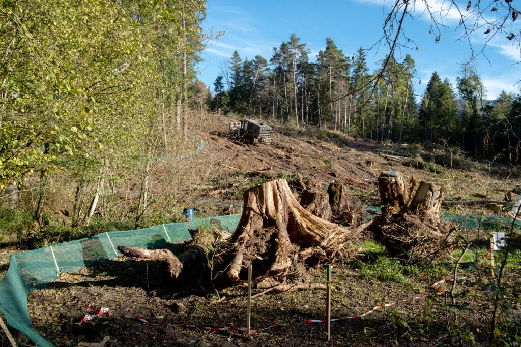 Une pente forestière dégagée avec souches déracinées et sols bouleversés