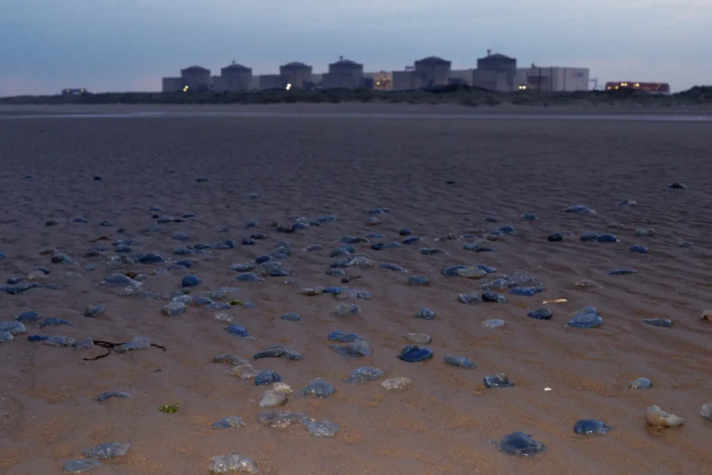 Des méduses échouées sur la plage devant la centrale nucléaire de Gravelines le 12 août 2025