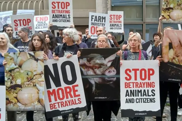 Manifestation pour la fin des cages pour poules
